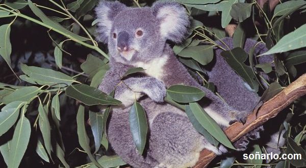 soñar con koala